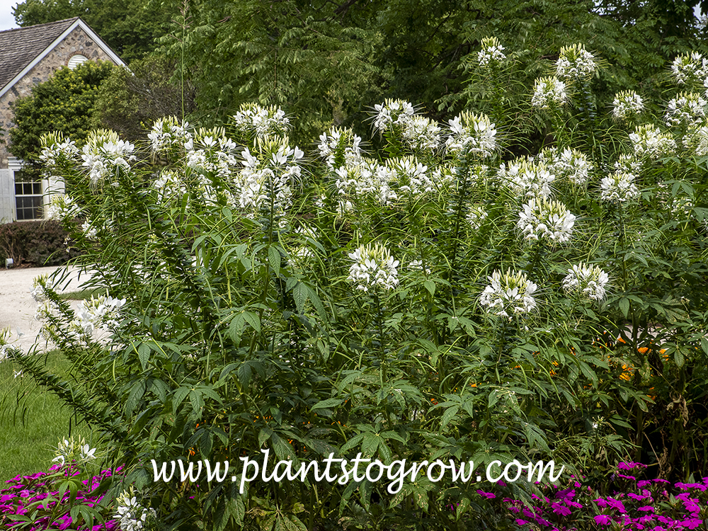 White Queen Spider Flower (Cleome hassleriana)